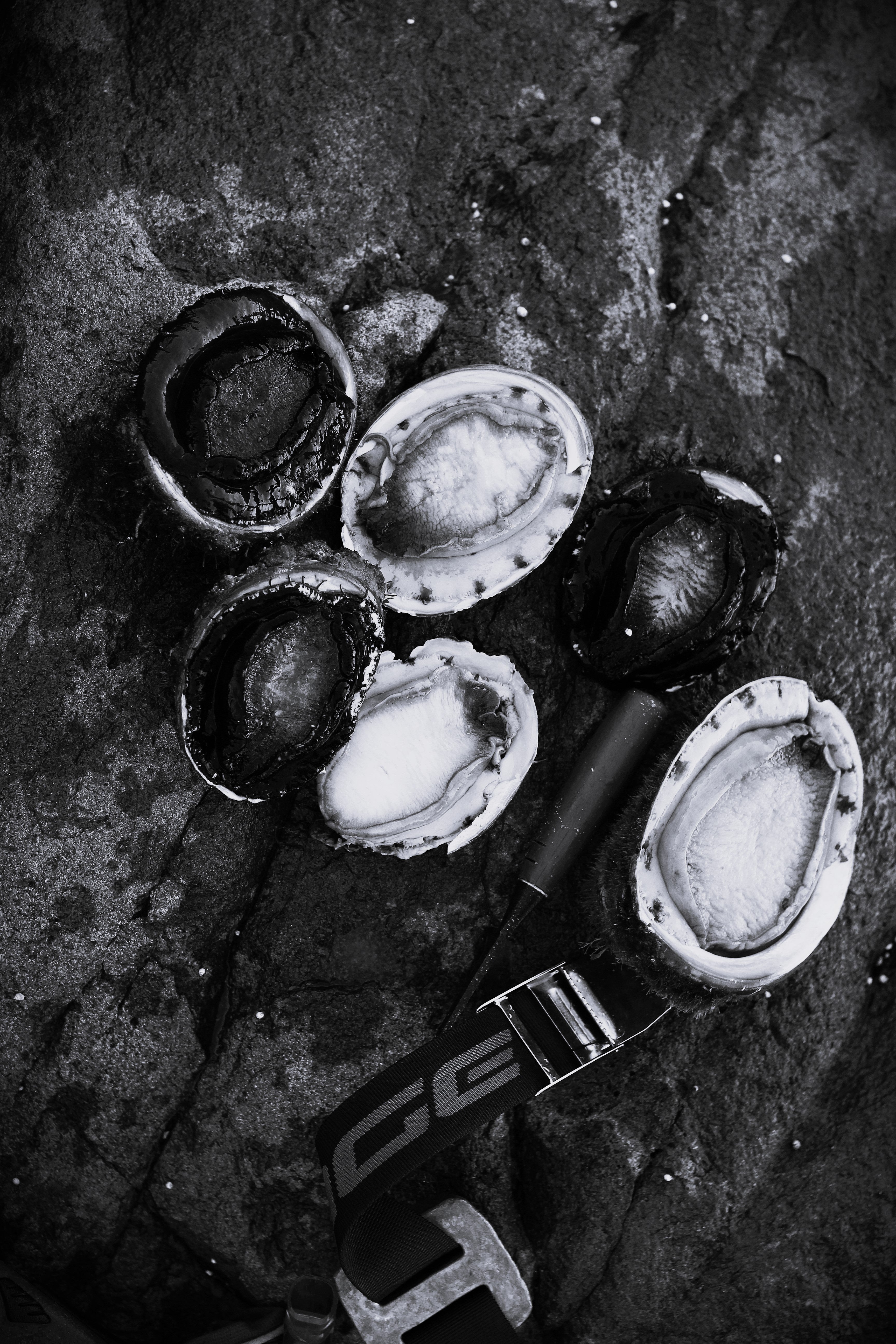 Abalone Days B&W
