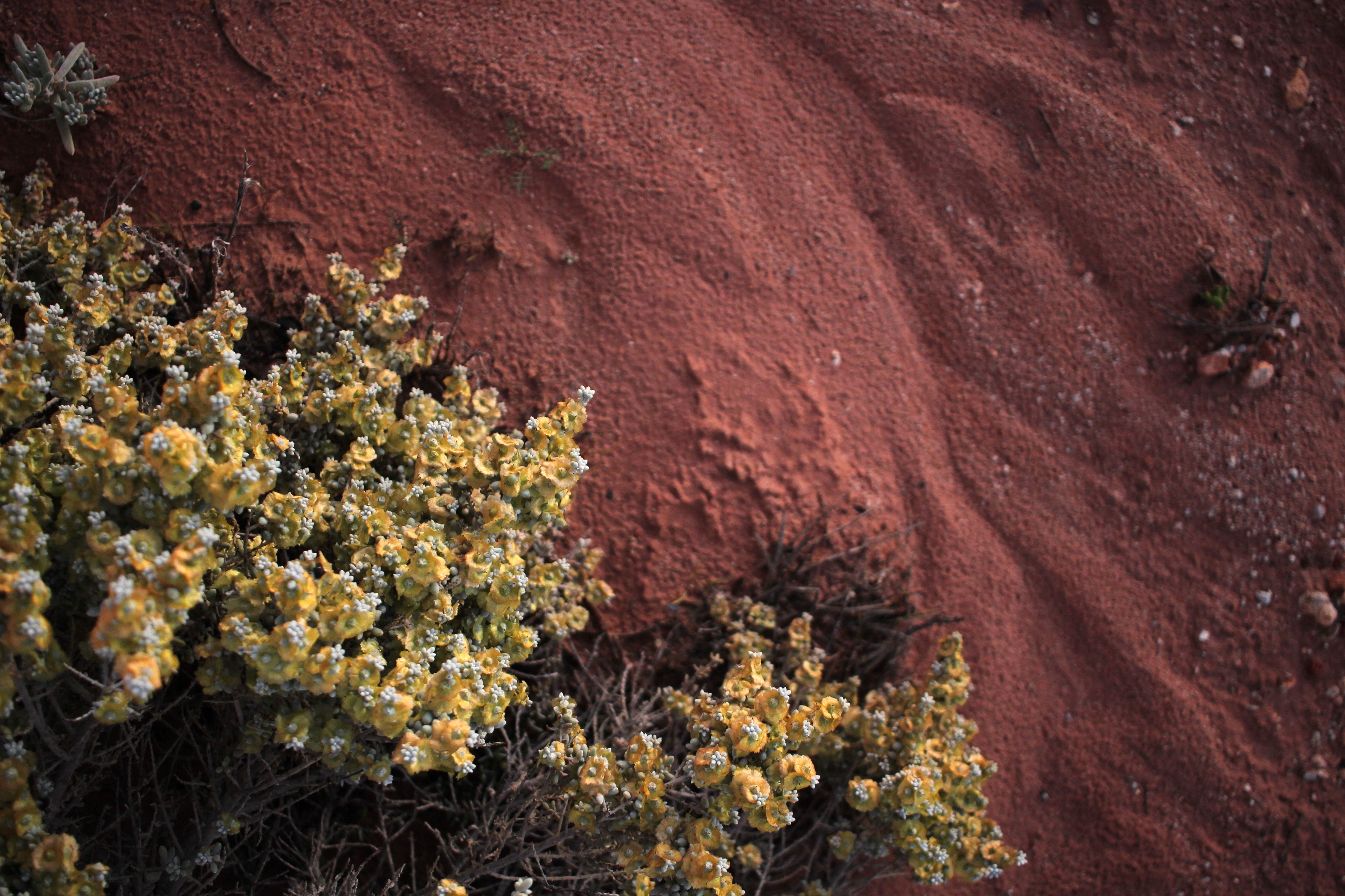 Desert Sands
