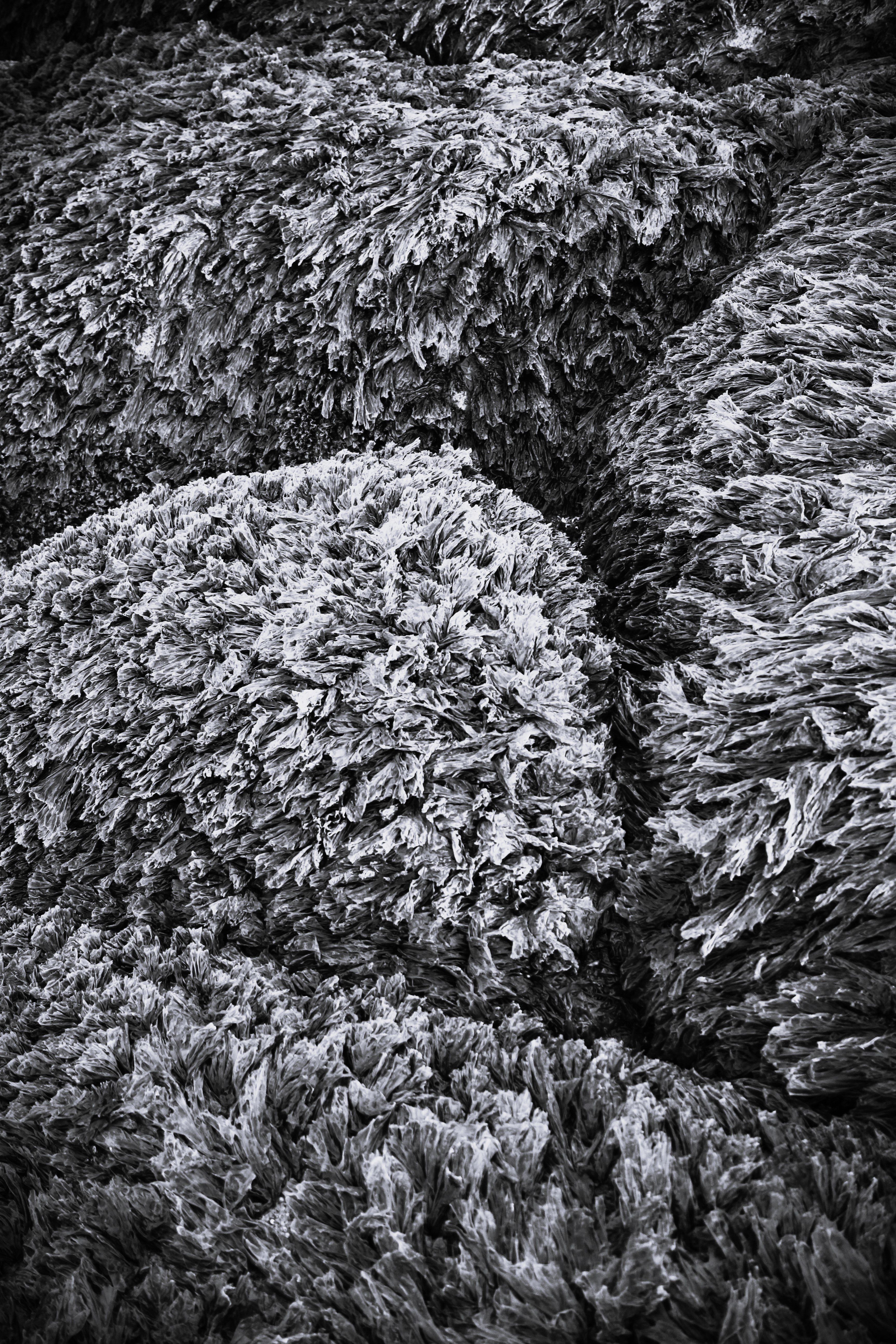 Seaweed Carpet B&W