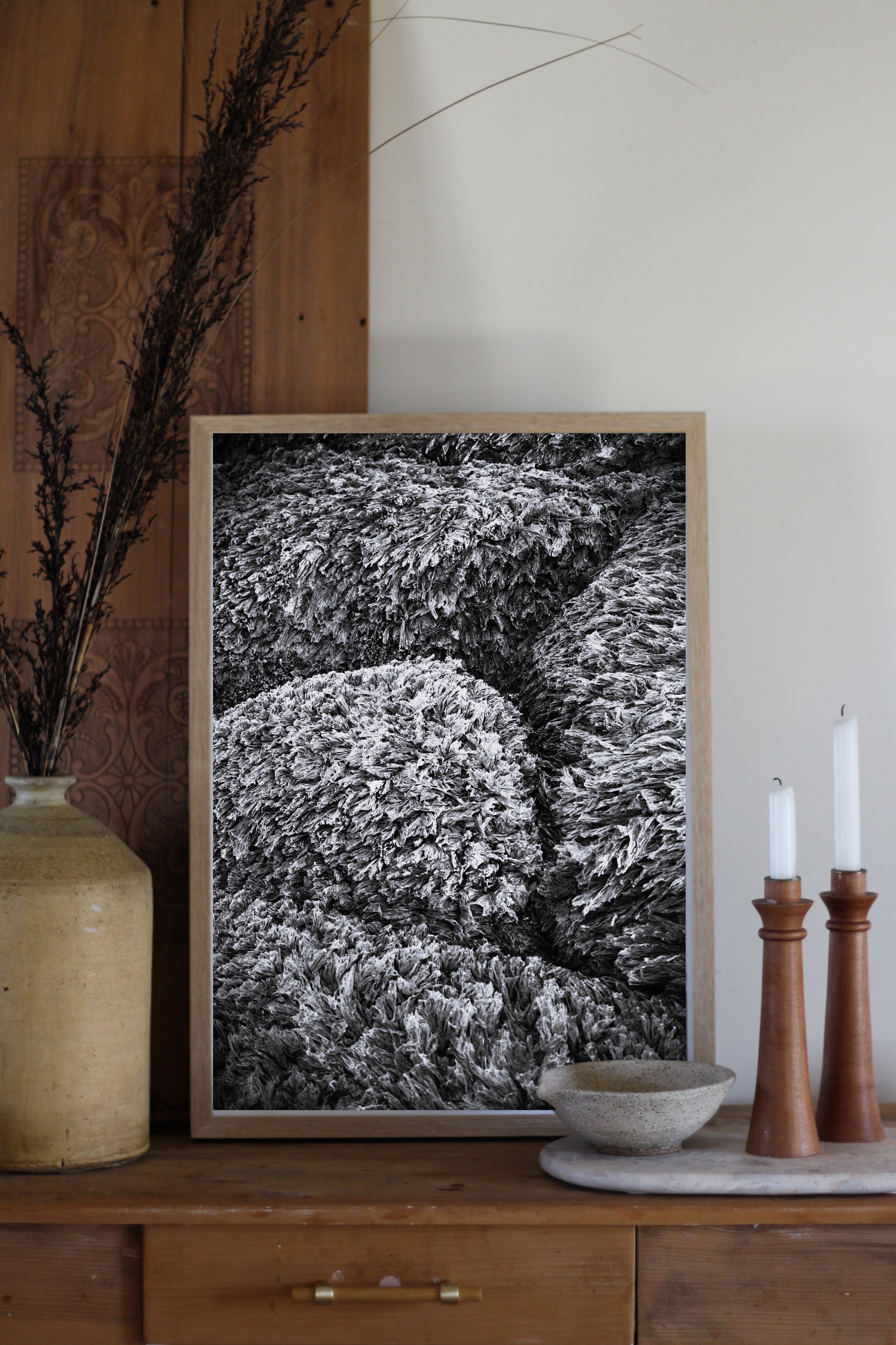 Seaweed Carpet B&W