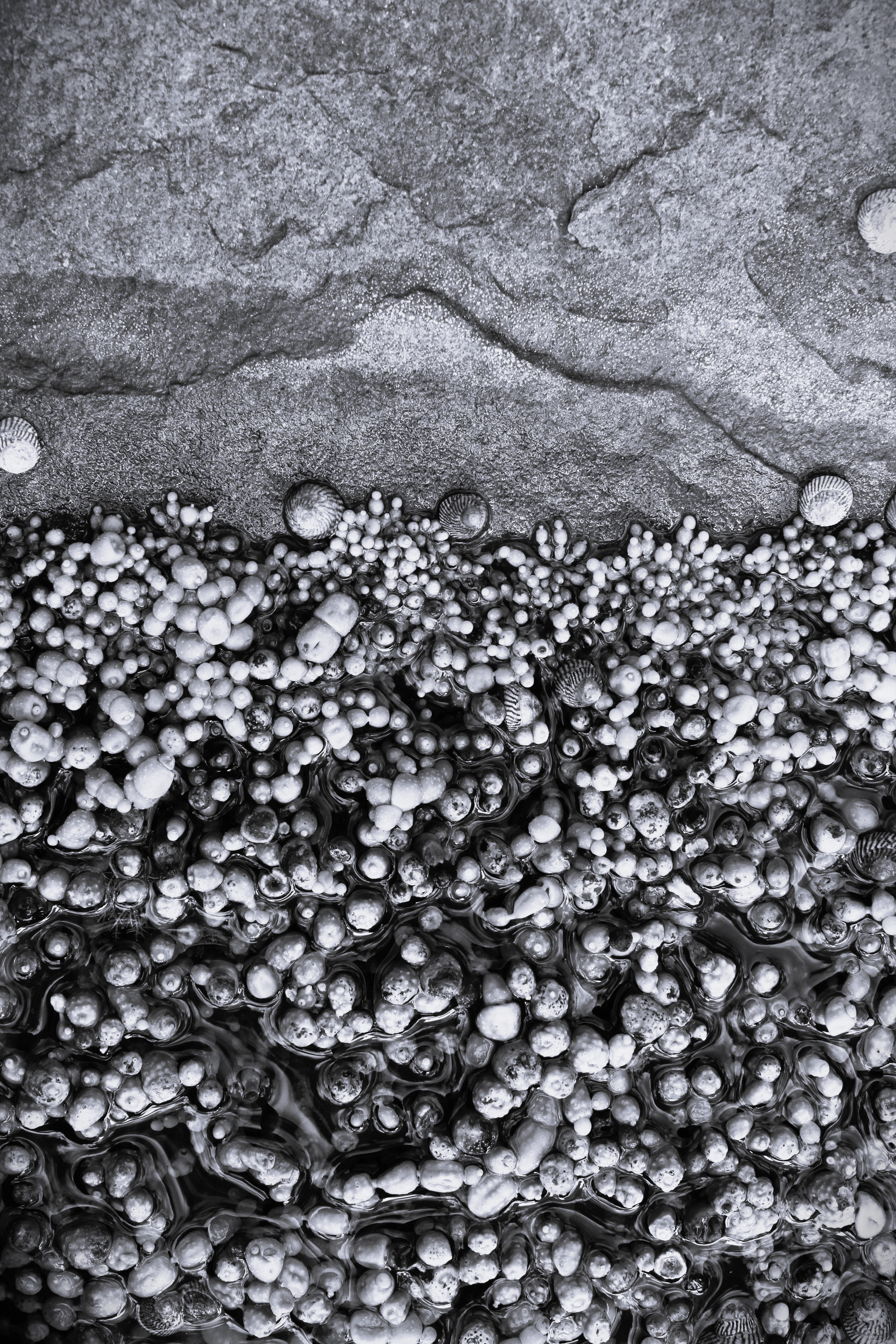Tidal Pearls B&W
