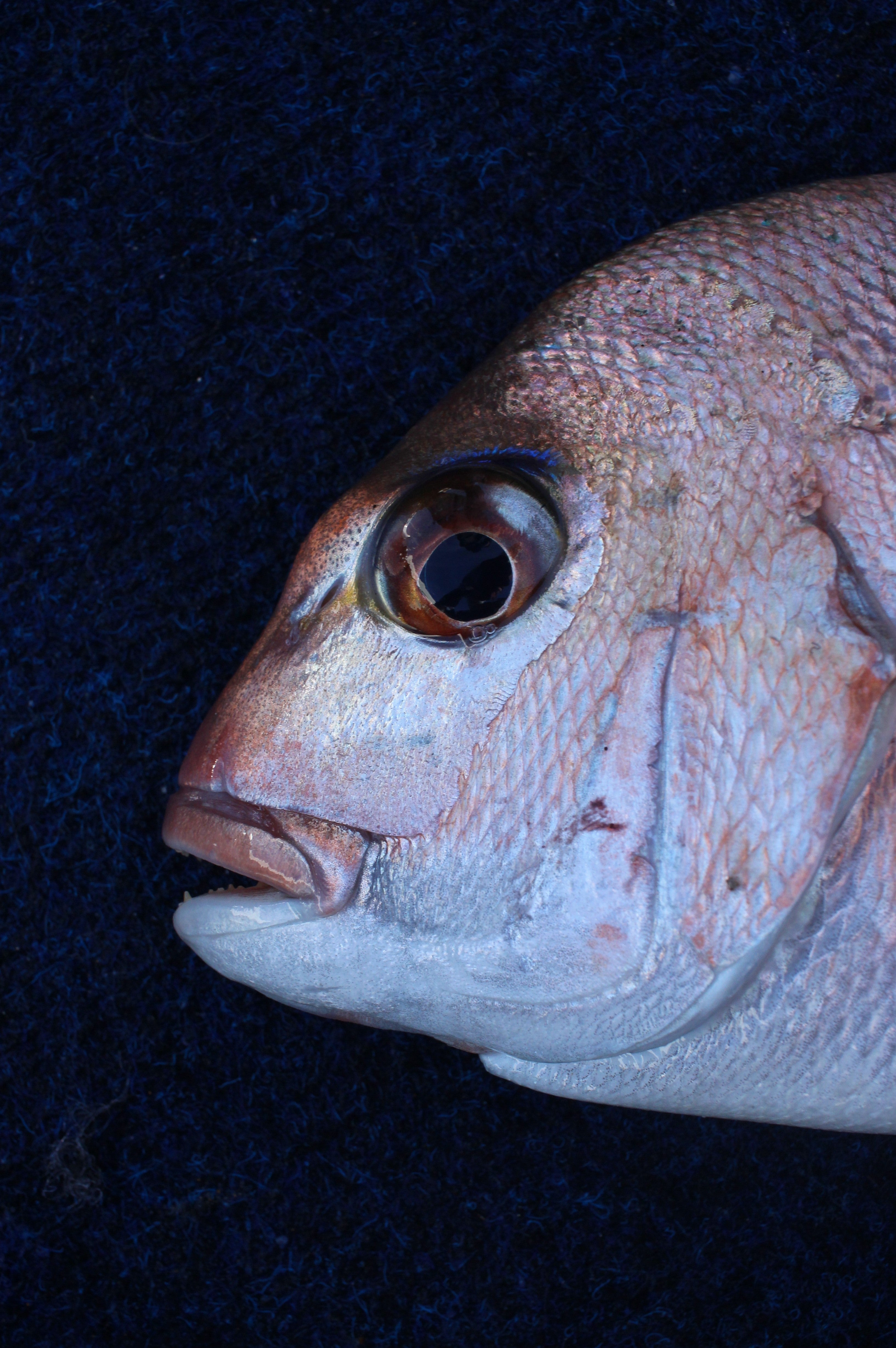 Winter Snapper