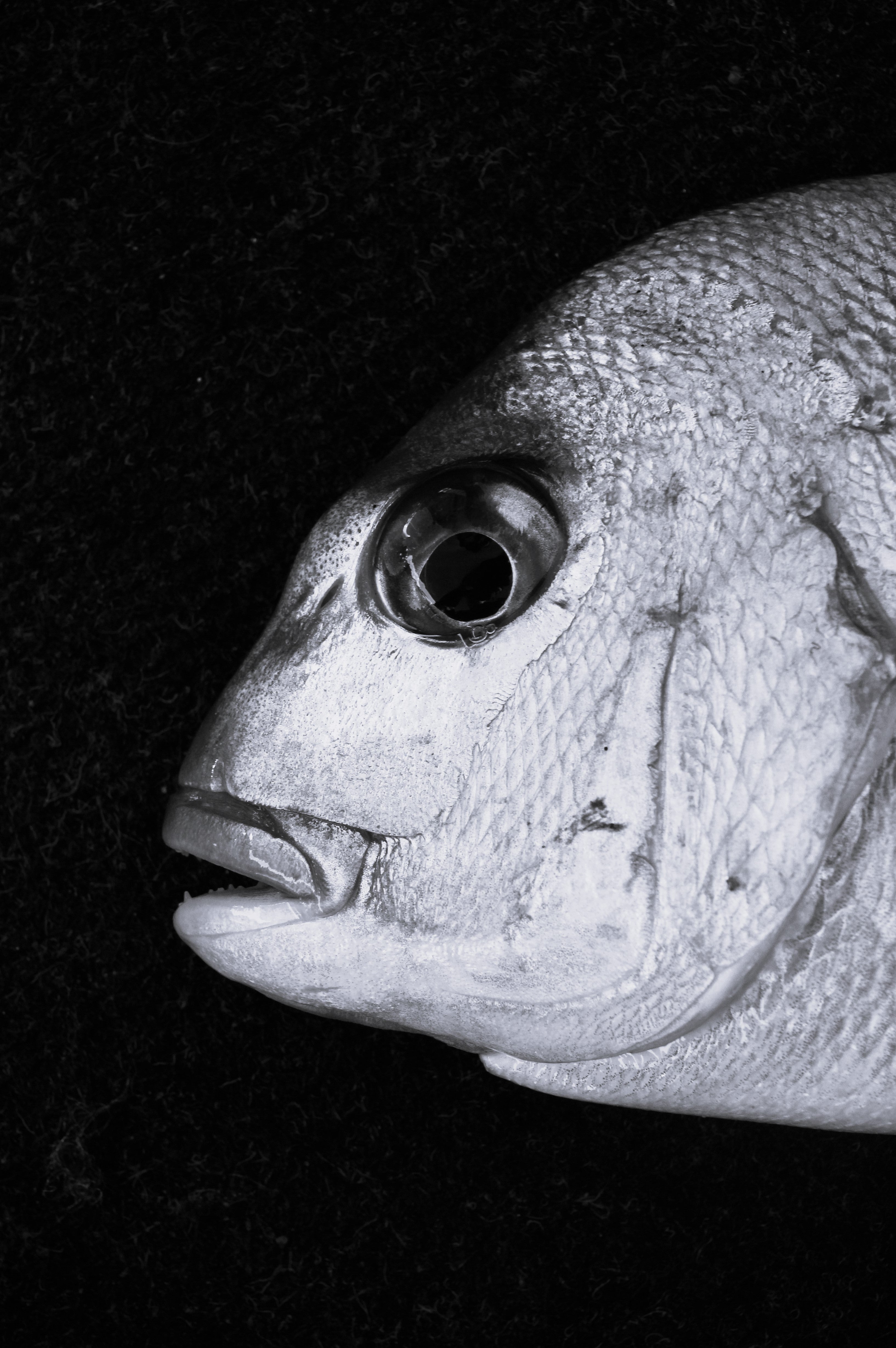 Winter Snapper B&W