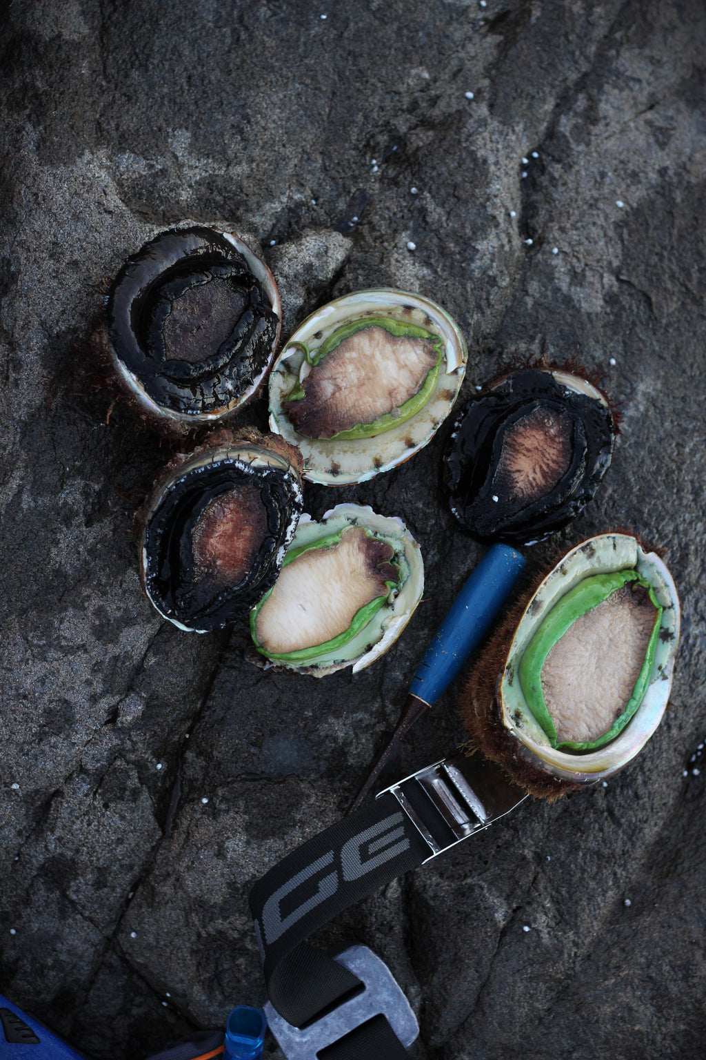Abalone Days