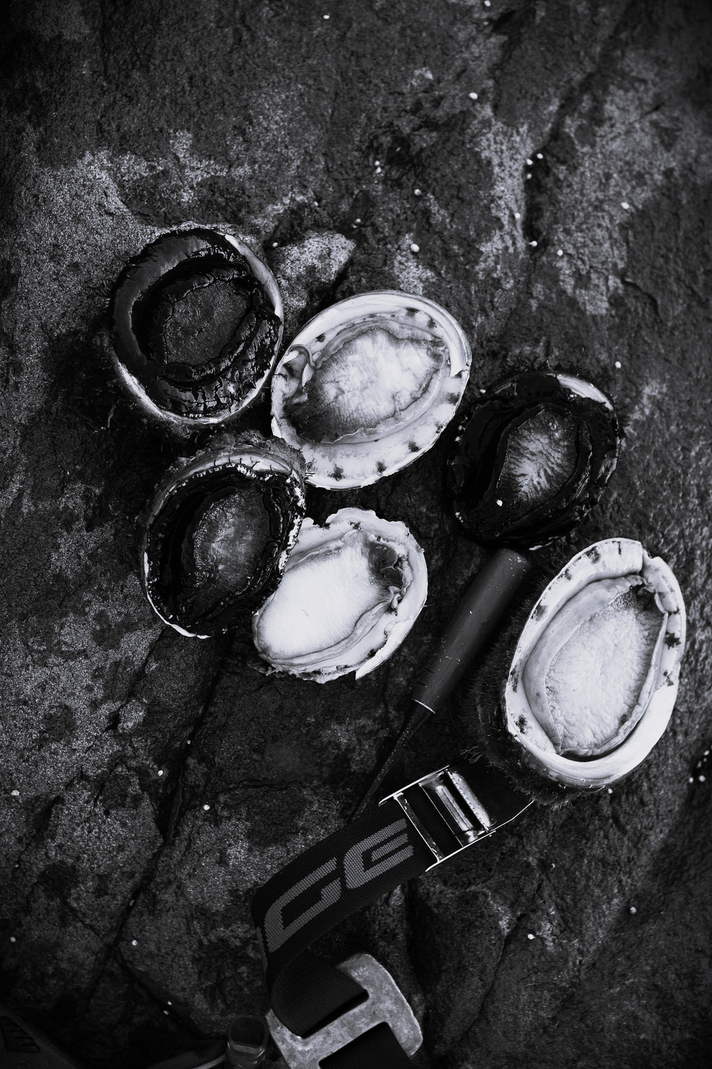 Abalone Days B&W