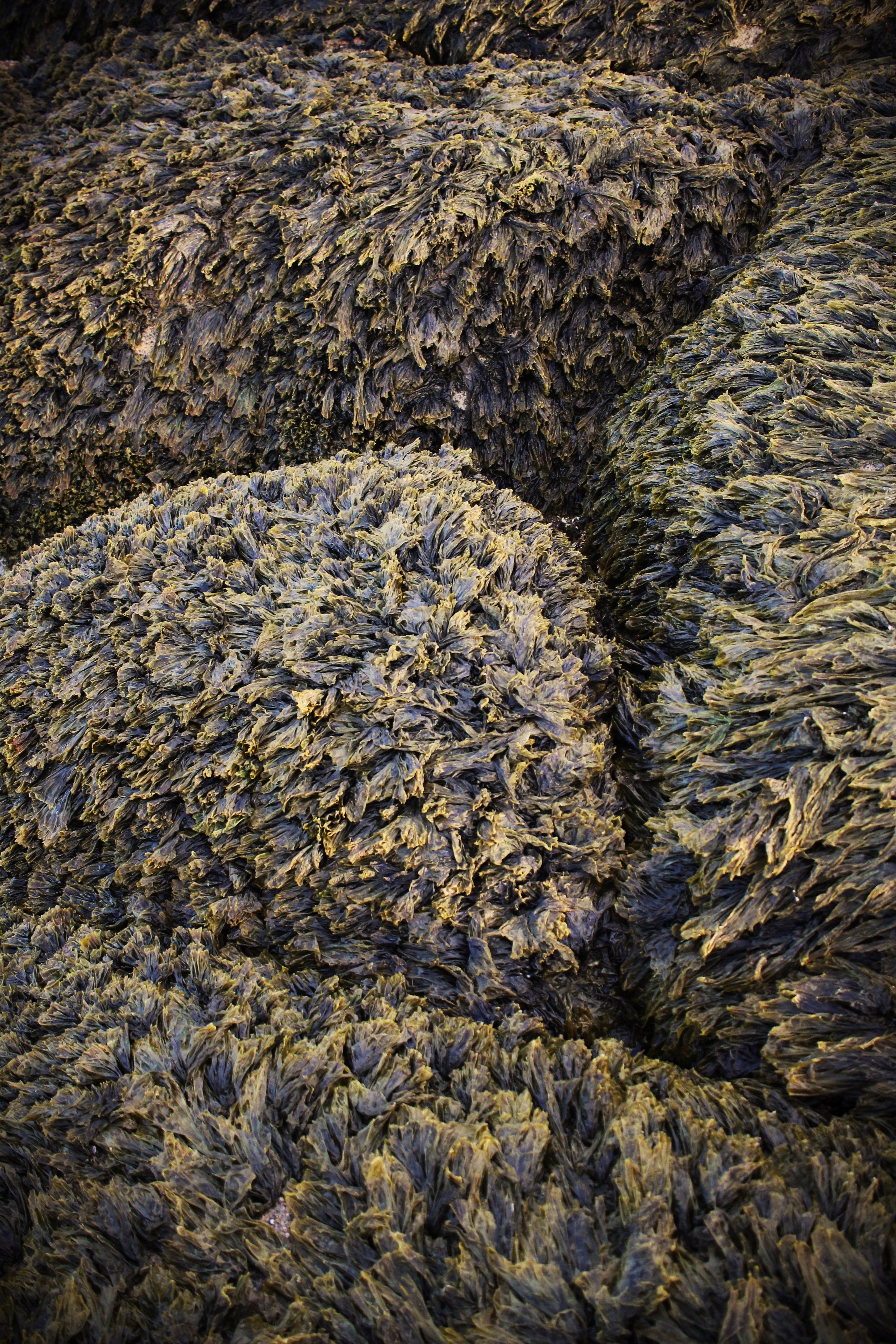 Seaweed Carpet
