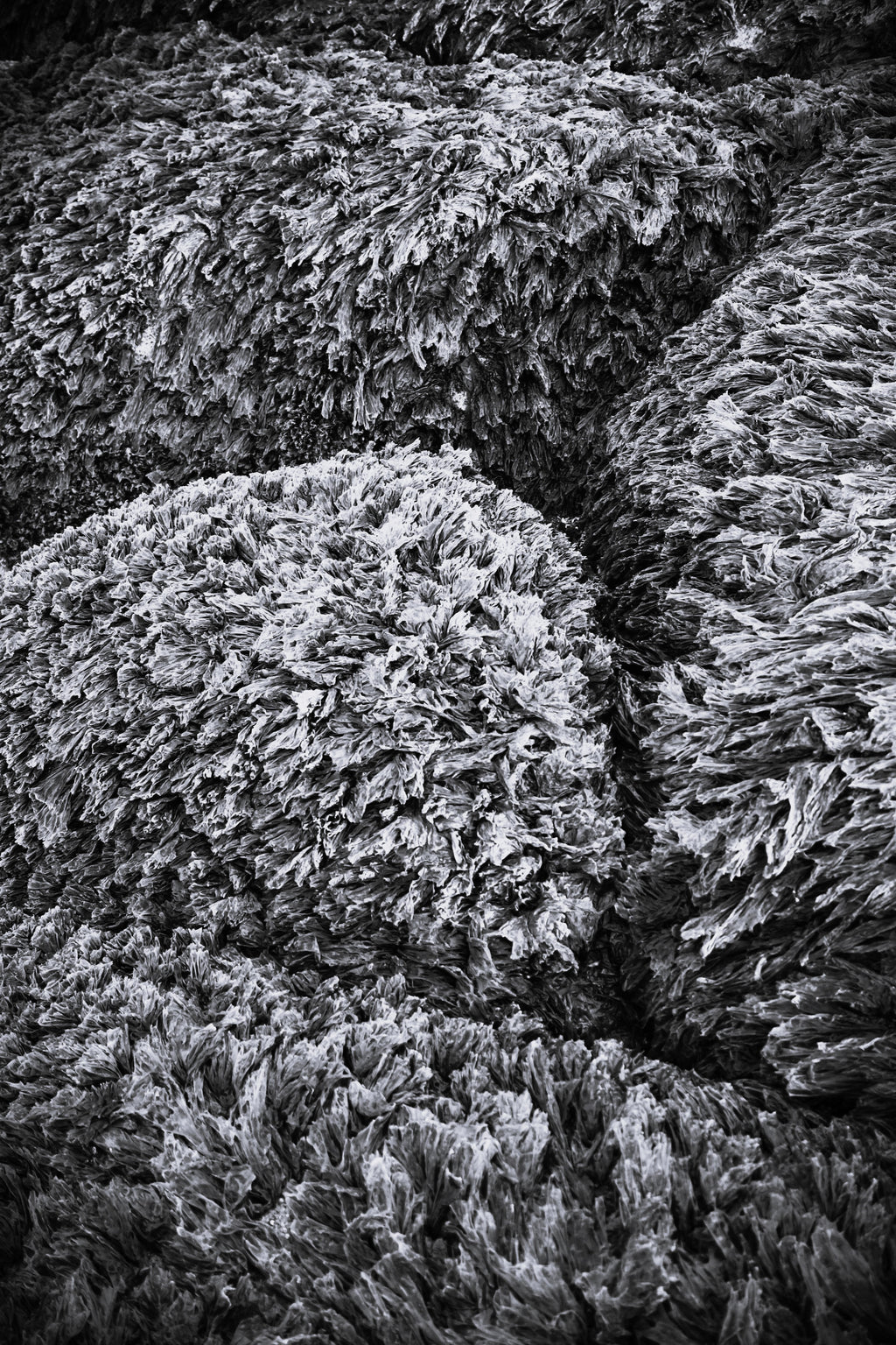 Seaweed Carpet B&W
