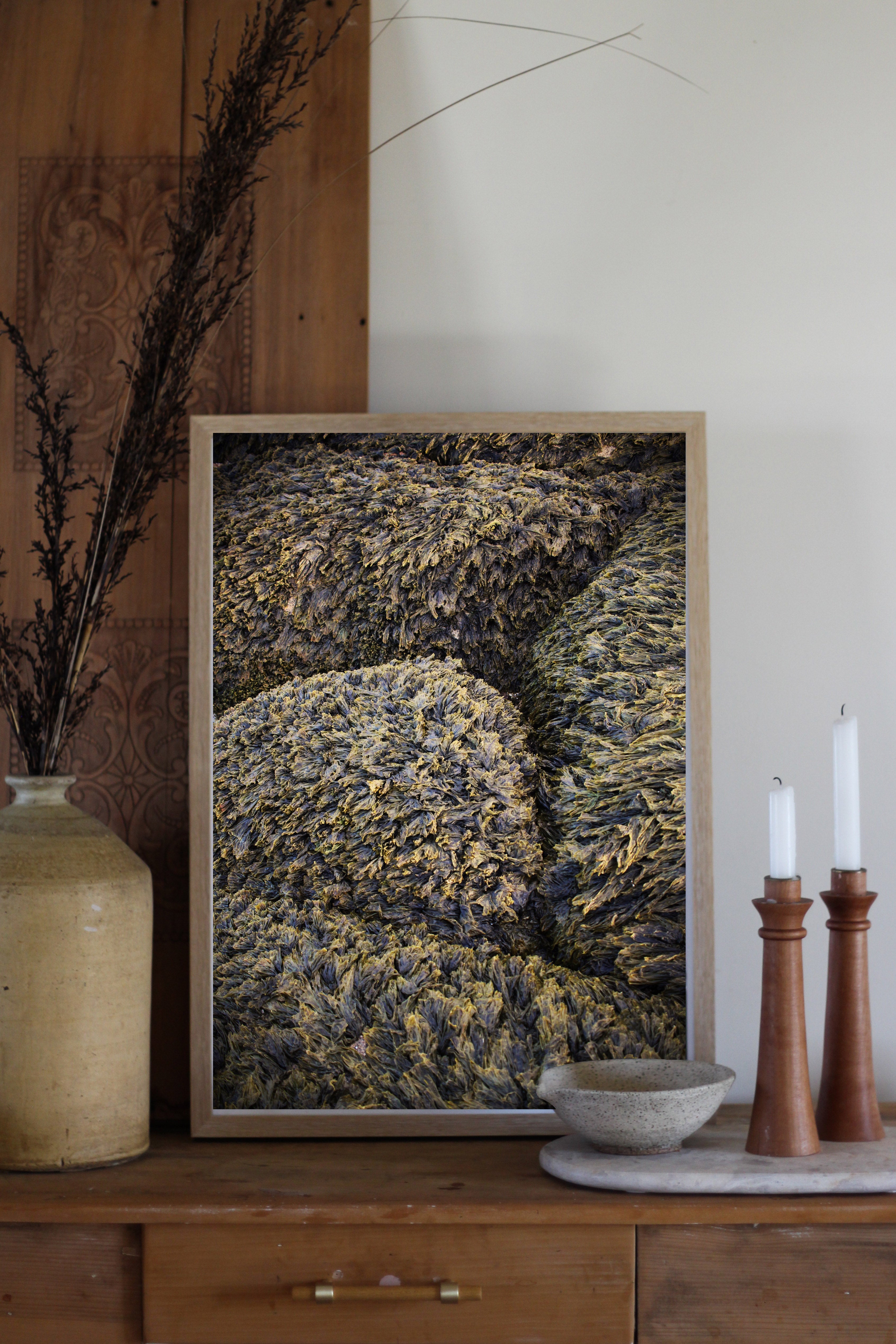 Seaweed Carpet