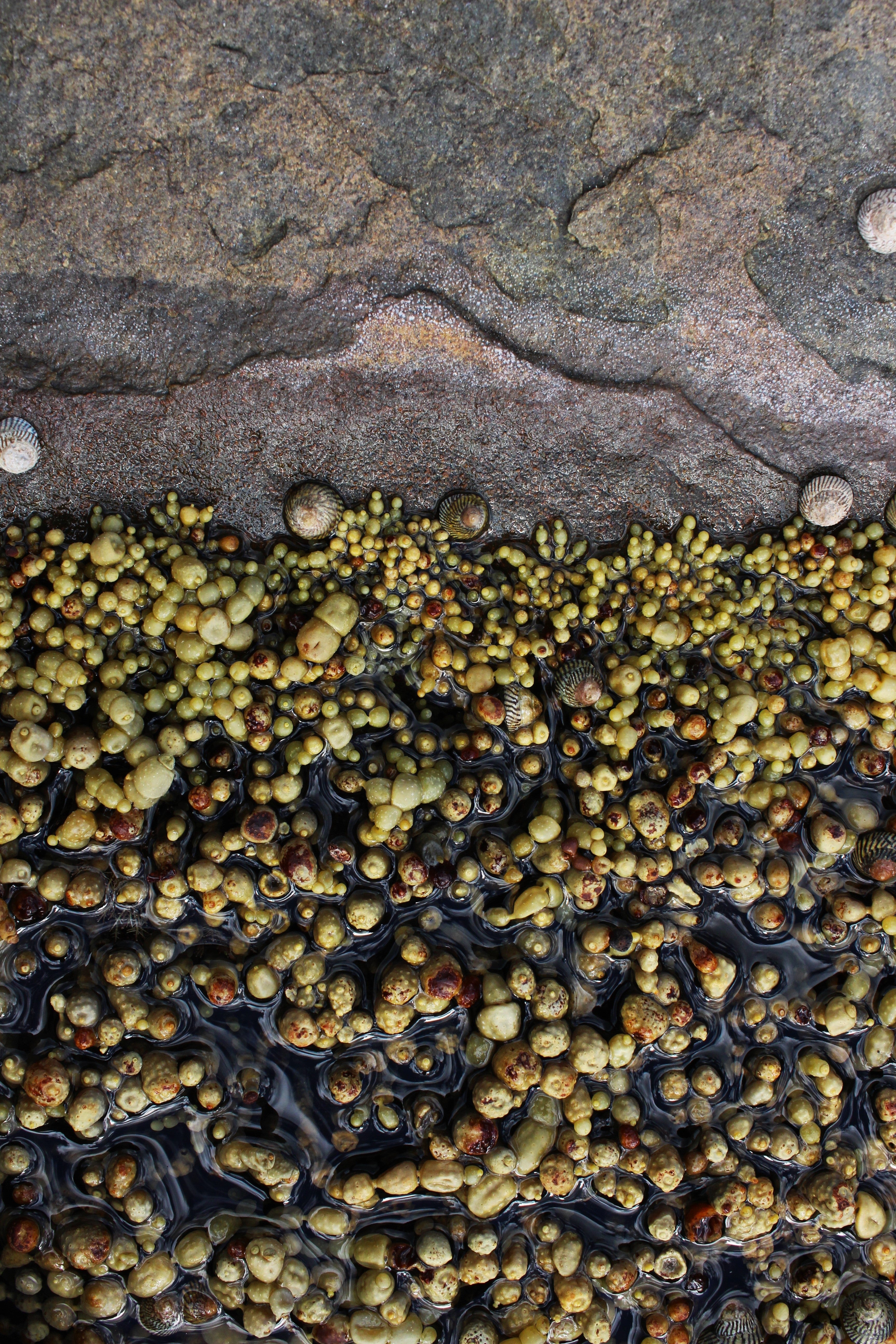 Tidal Pearls
