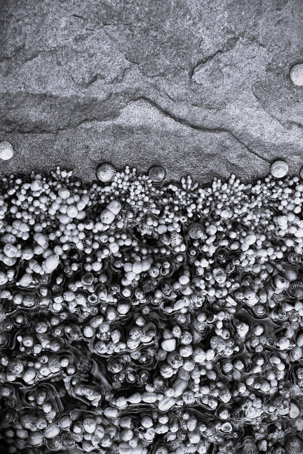 Tidal Pearls B&W