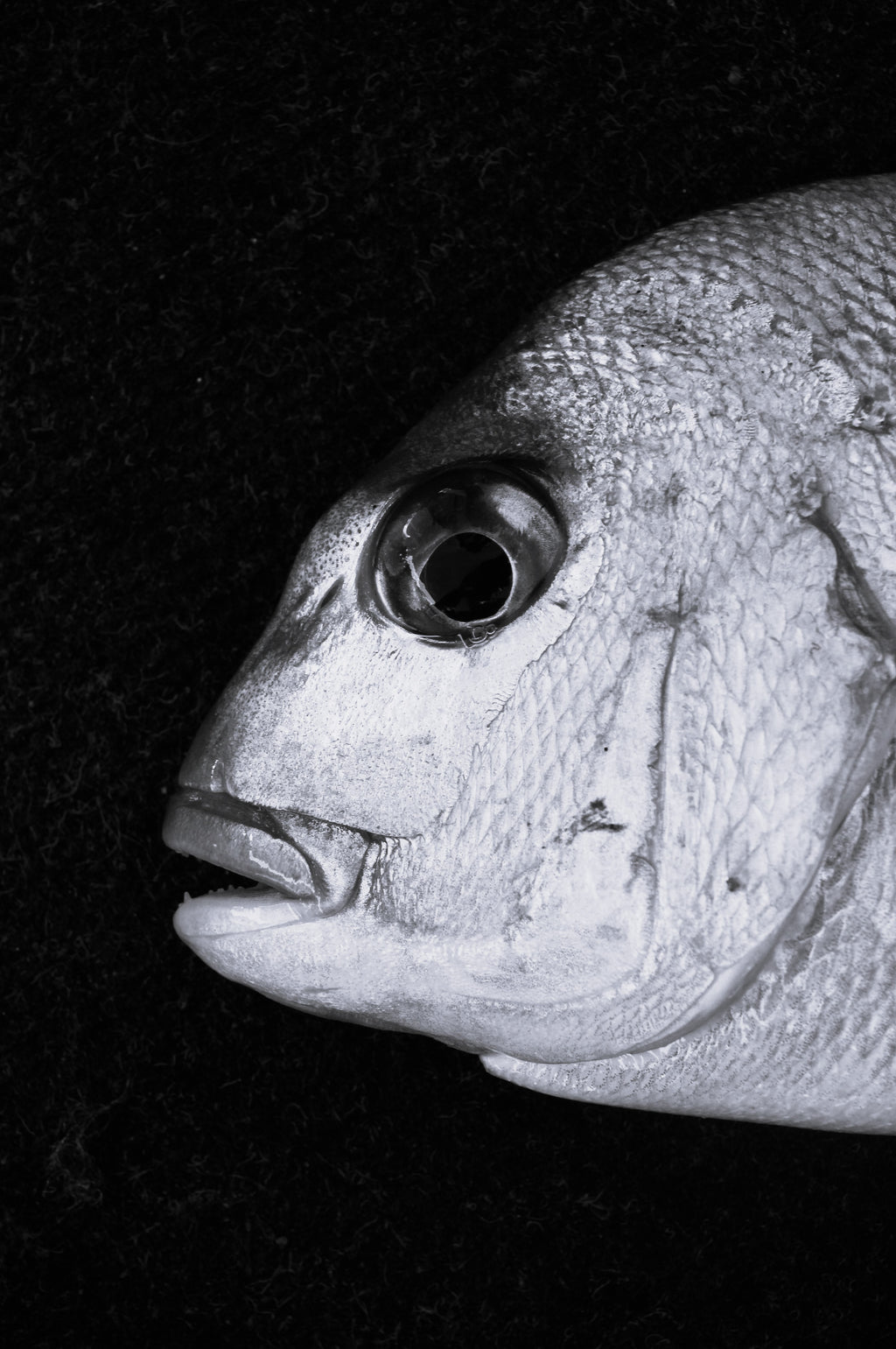 Winter Snapper B&W
